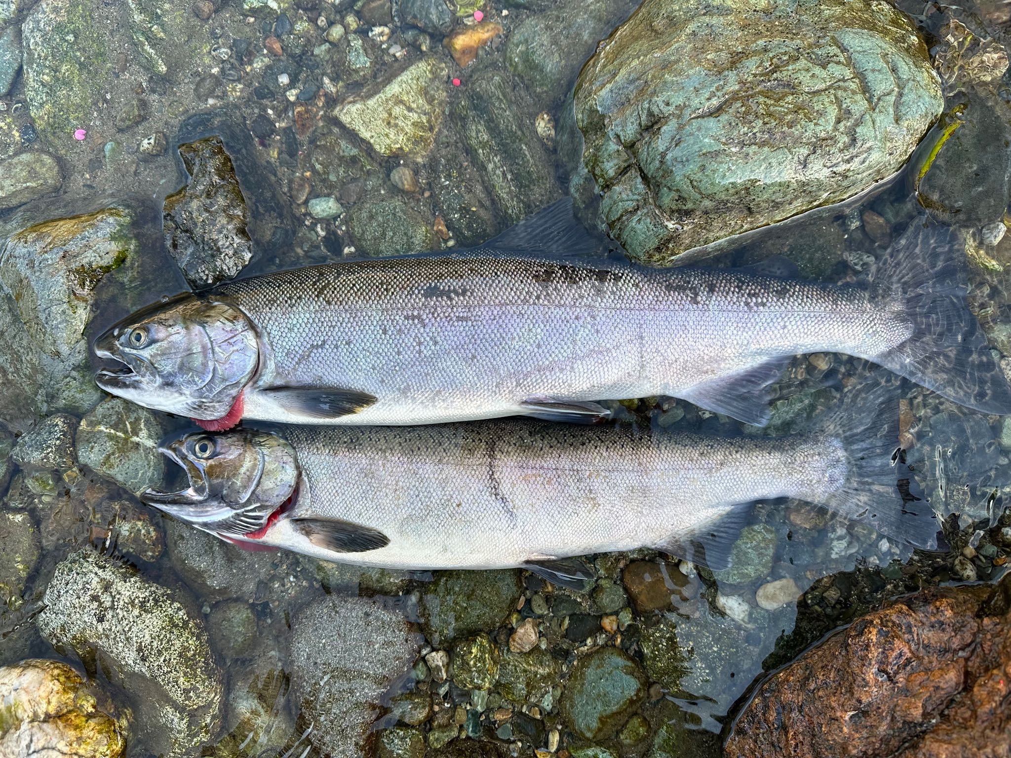 Cascade River fish counts, forecast & conditions · WA Fish Forecast