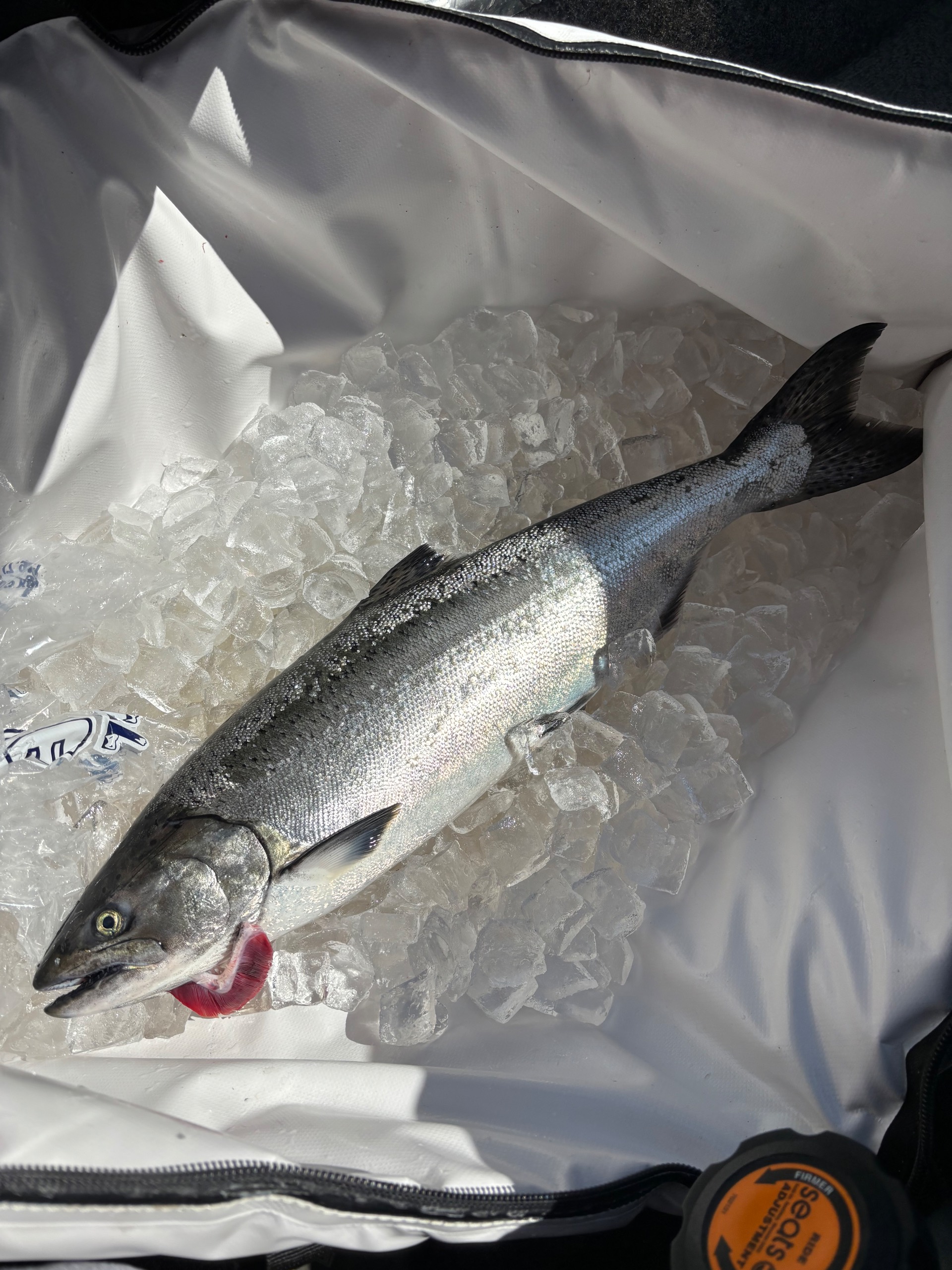 Tulalip Bay (Terminal Area) fish counts, forecast & conditions · WA ...