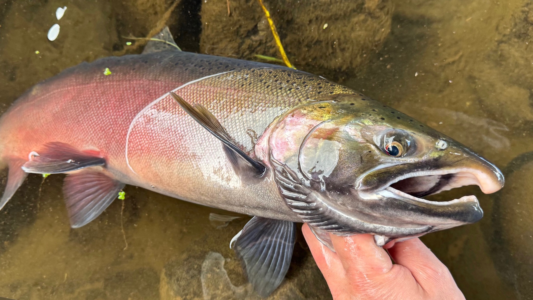 Coho at Green River (Duwamish): fish counts & forecast · WA Fish Forecast