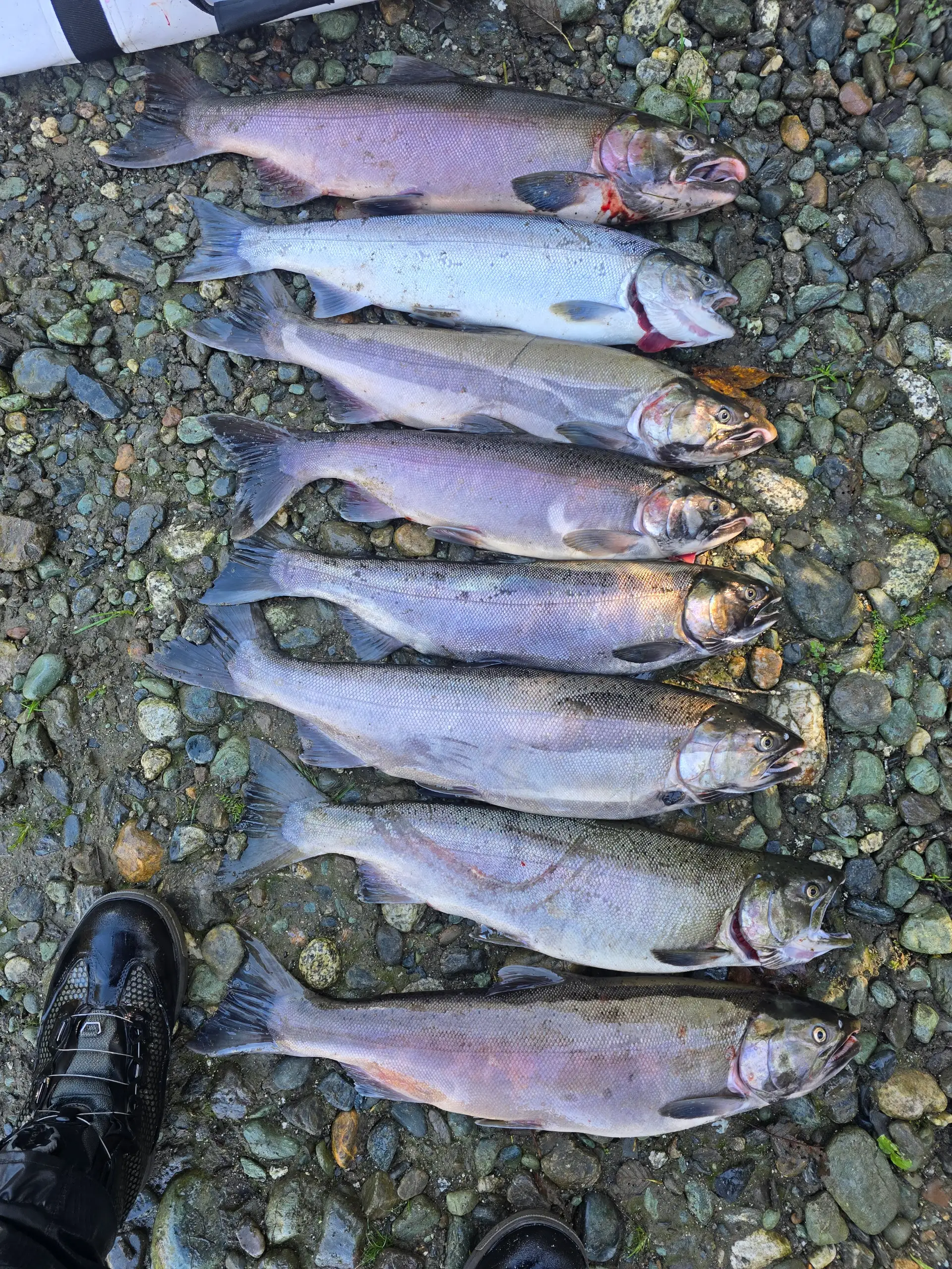 Cascade River fish counts, forecast & conditions · WA Fish Forecast