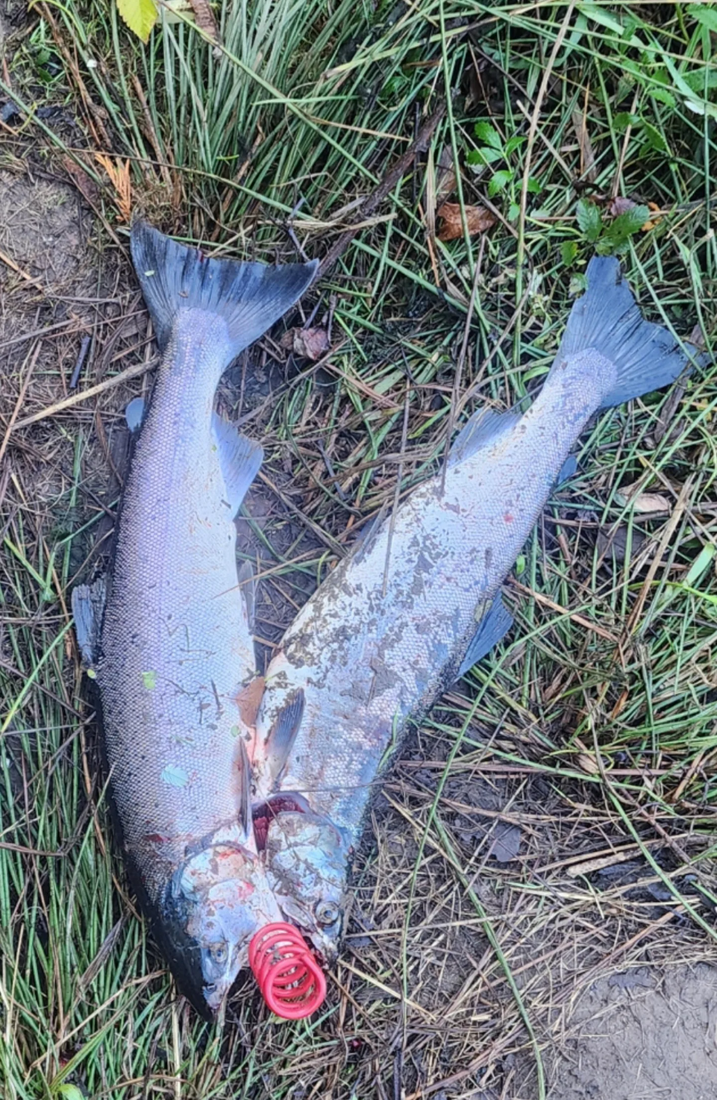 Coho at Green River (Duwamish): fish counts & forecast · WA Fish Forecast