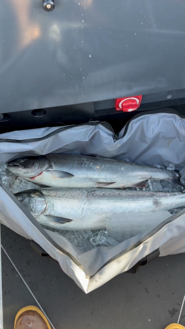 @SurgeWorld's 10/26/26 coho fishing report — Columbia River · WA Fish ...