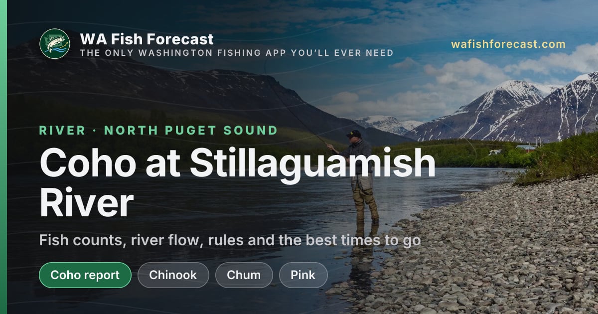 Coho at Stillaguamish River: fish counts & forecast · WA Fish Forecast